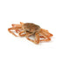 Live Snow Crab（By Price Tag）