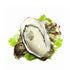 Live Shell Oysters（Ea）