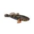 Live Marble Goby - Cleaned（By Price Tag）