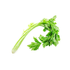 Chinese Celery ( Bunch )