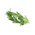 Rosemary（By Price Tag）