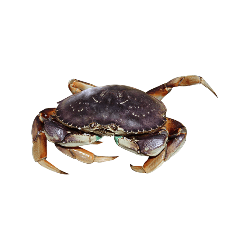 Live Vancouver Crab（By Price Tag）