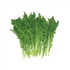 Fresh Brassica Juncea（Bag）