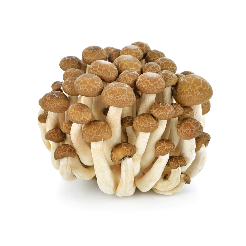 Brown Beech Mushroom（Pack）