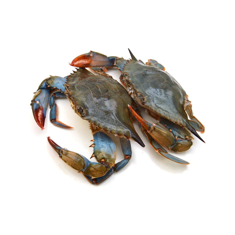 Live Blue Crab（Ea）