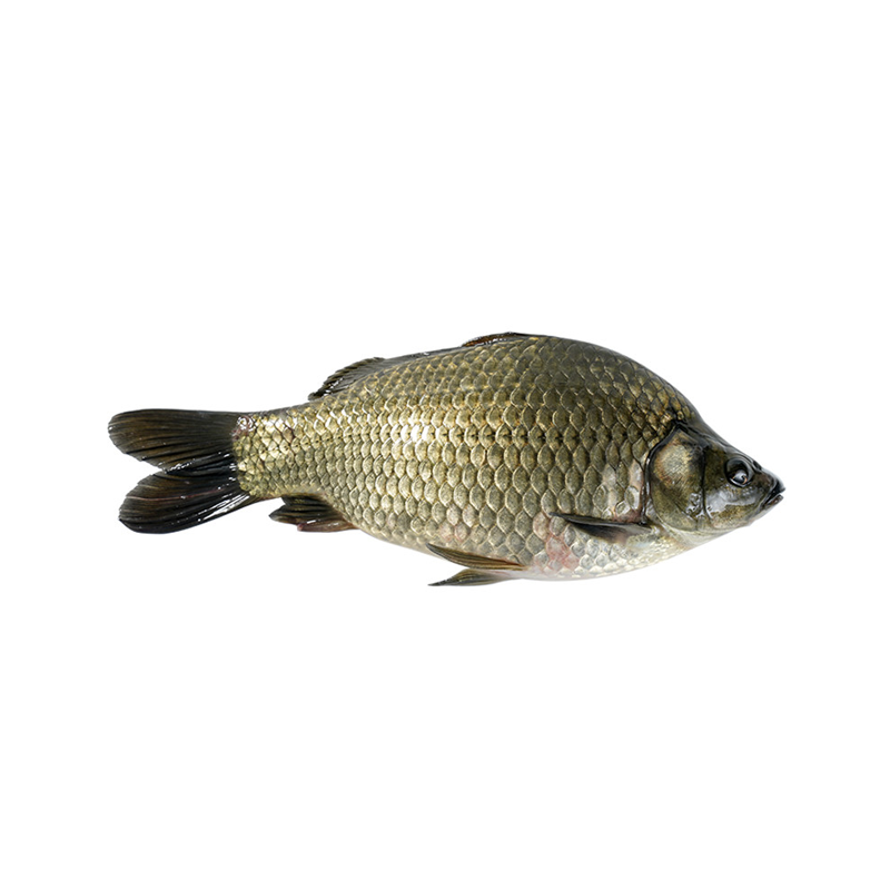 Live Tilapia - Cleaned（By Price Tag）